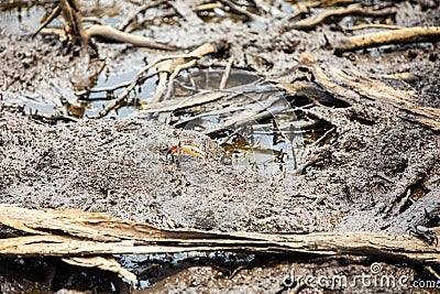 Pacific mangrove fiddler crab in the mud, Avellana Beach, Costa Rica Stock Photo