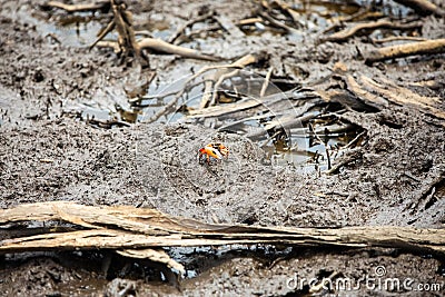 Pacific mangrove fiddler crab in the mud, Avellana Beach, Costa Rica Stock Photo