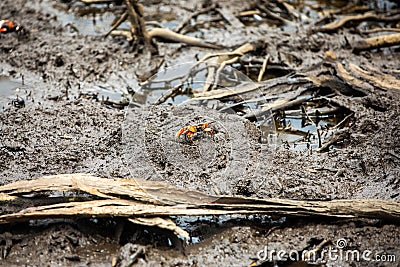 Pacific mangrove fiddler crab in the mud, Avellana Beach, Costa Rica Stock Photo