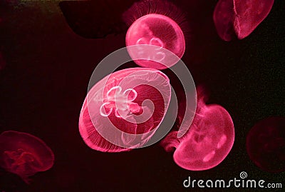 Pacific moon jellyfish (red) Stock Photo