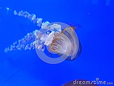 Details of jellyfish in an aquarium Stock Photo