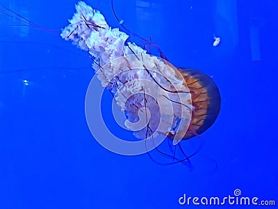 Details of jellyfish in an aquarium Stock Photo