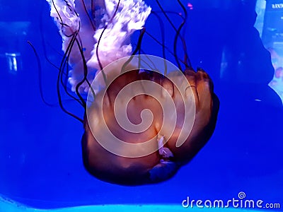 Details of jellyfish in an aquarium Stock Photo