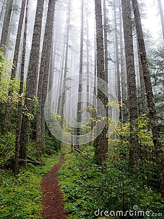 Pacific Northwest Forest Stock Photo