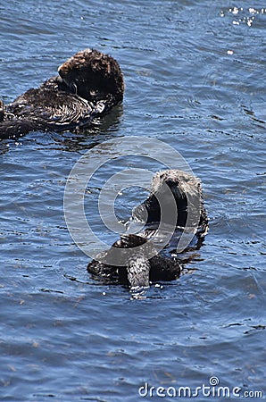 Pacific Ocean with Two Sea Otters Floating Stock Photo