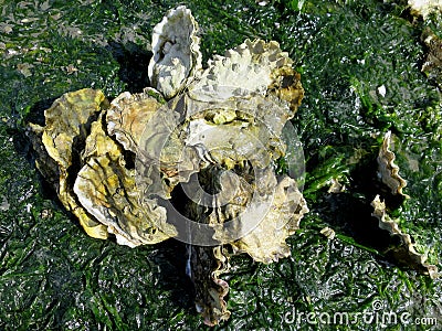Pacific Oysters on the Beach Stock Photo