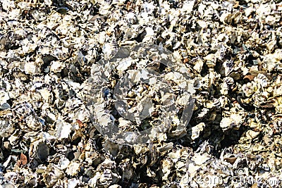 Pacific oysters growing on rock in the ocean. Stock Photo