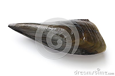 Pacific pen shell, atrina pectinata, tairagi Stock Photo