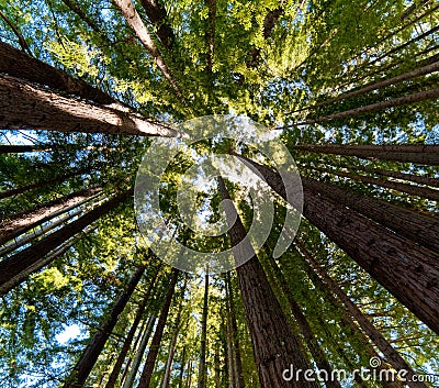 Pacific Redwoods Stock Photo