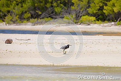 Pacific Reef Heron, in French Polynesia Stock Photo