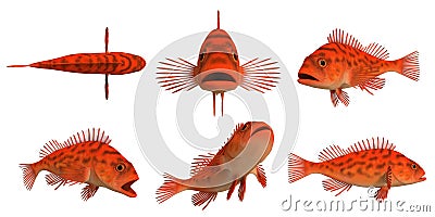 Pacific rock fish - vermilion rockfish_sebastes miniatus Stock Photo