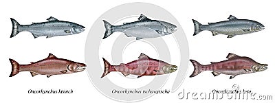 Pacific salmons Cartoon Illustration