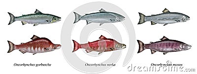 Pacific salmons Cartoon Illustration