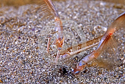 Pacific Sand Crab feeding Stock Photo