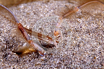 Pacific Sand Crab feeding Stock Photo