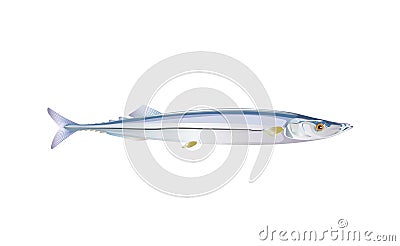 Pacific saury fish isolated on light background. Fresh fish in a simple flat style. Vector for design seafood packaging and market Vector Illustration