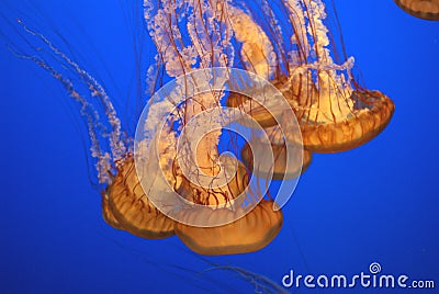 Pacific sea nettle, Chrysaora fuscescens, Monterey aquarium, USA Stock Photo