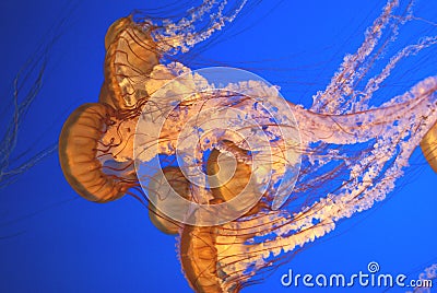 Pacific sea nettle, Chrysaora fuscescens, Monterey aquarium, USA Stock Photo