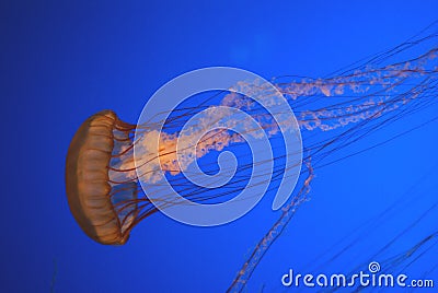 Pacific sea nettle, Chrysaora fuscescens, Monterey aquarium, USA Stock Photo