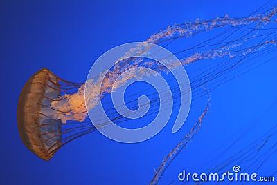 Pacific sea nettle, Chrysaora fuscescens, Monterey aquarium, USA Stock Photo