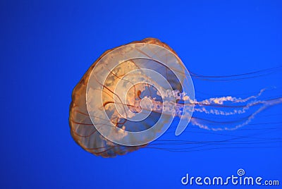 Pacific sea nettle, Chrysaora fuscescens, Monterey aquarium, USA Stock Photo