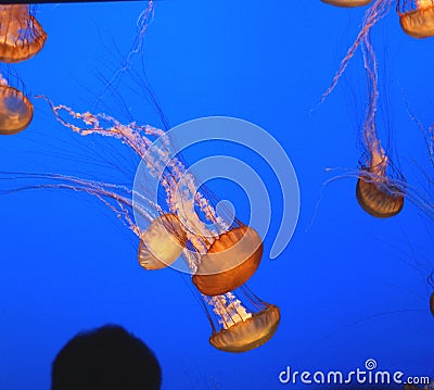 Pacific sea nettle, Chrysaora fuscescens, Monterey aquarium, USA Stock Photo