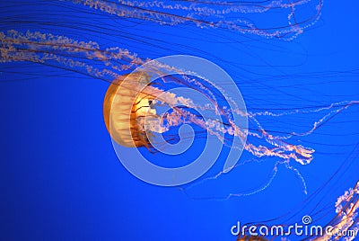 Pacific sea nettle, Chrysaora fuscescens, Monterey aquarium, USA Stock Photo