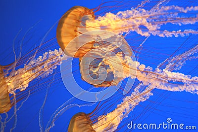 Pacific sea nettle, Chrysaora fuscescens, Monterey aquarium, USA Stock Photo