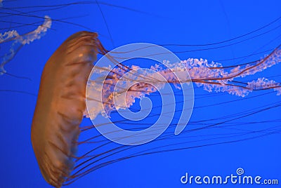 Pacific sea nettle, Chrysaora fuscescens, Monterey aquarium, USA Stock Photo