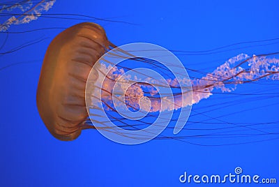 Pacific sea nettle, Chrysaora fuscescens, Monterey aquarium, USA Stock Photo