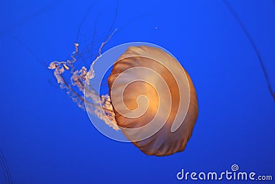 Pacific sea nettle, Chrysaora fuscescens, Monterey aquarium, USA Stock Photo