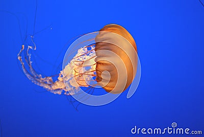 Pacific sea nettle, Chrysaora fuscescens, Monterey aquarium, USA Stock Photo