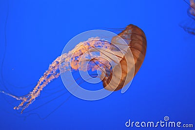 Pacific sea nettle, Chrysaora fuscescens, Monterey aquarium, USA Stock Photo