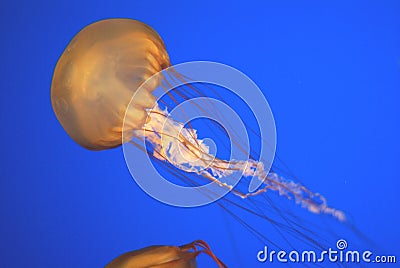 Pacific sea nettle, Chrysaora fuscescens, Monterey aquarium, USA Stock Photo