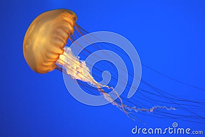 Pacific sea nettle, Chrysaora fuscescens, Monterey aquarium, USA Stock Photo