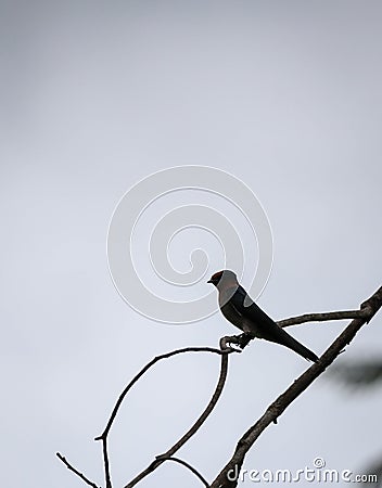 pacific sparrow on tree branch Stock Photo
