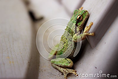 Pacific Tree Frog Stock Photo