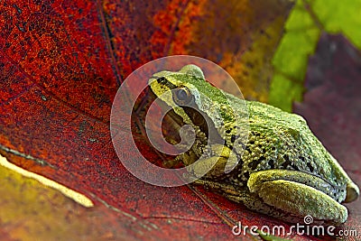 Pacific Tree Frog on Maple Leaves Stock Photo