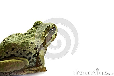 Pacific Tree Frog Sitting 2 Stock Photo