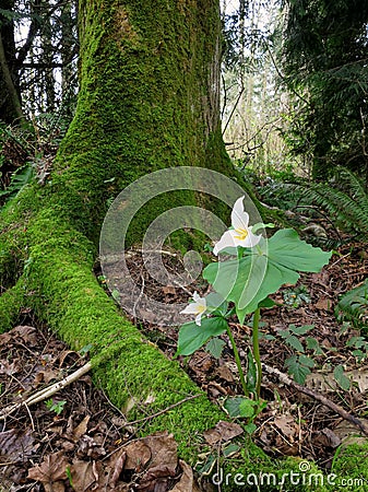 Pacific Trillium Under a Tree Stock Photo