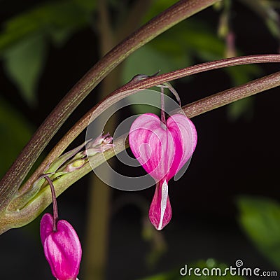 Pacific or Wild Bleeding Heart, Dicentra Formosa, flower on stem with bokeh background, macro Stock Photo