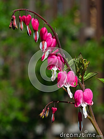 Pacific or Wild Bleeding Heart, Dicentra Formosa, flowers on stem with bokeh background, macro, selective focus Stock Photo