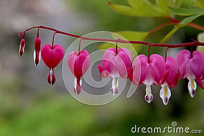 Pacific or Wild Bleeding Heart, Dicentra Formosa, flowers on stem with bokeh background, macro, selective focus, shallow DOF Stock Photo