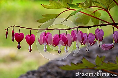 Pacific or Wild Bleeding Heart, Dicentra Formosa, flowers on stem with bokeh background, macro, selective focus, shallow DOF Stock Photo