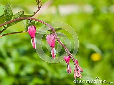 Pacific or Wild Bleeding Heart, Dicentra Formosa, flowers on stem with bokeh background, macro, selective focus Stock Photo