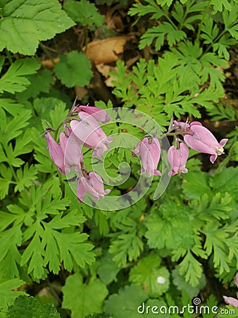 Pacific flowers wild bleeding hearts plants and foliage nature Stock Photo