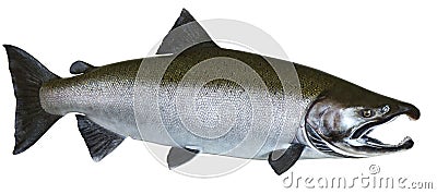 Pacific Wild Salmon Stock Photo