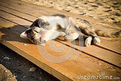The pacified cat lying on the beach Stock Photo