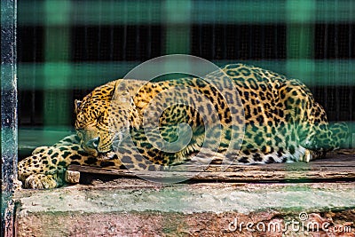 Pacified leopard sleeps in the zoo Stock Photo