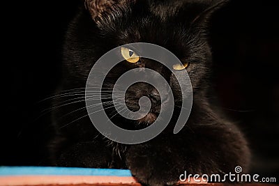 The pacified look of a black cat with beautiful eyes Stock Photo